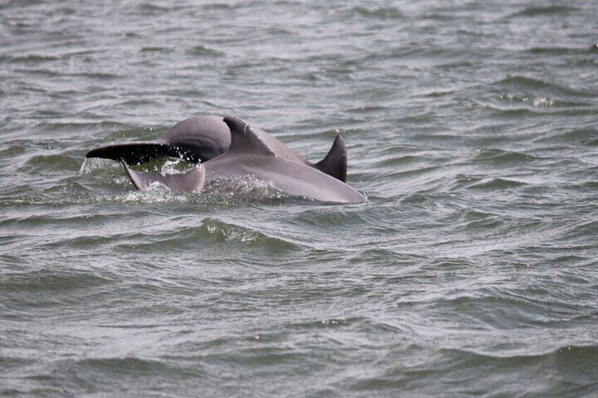 Dolphin Experience Tour 