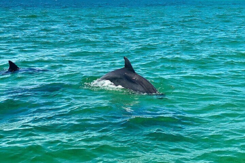 Dolphinately a good time - dolphins playing in the bay. 
