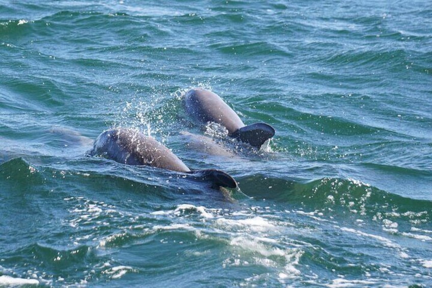 Per Person Shared 2 Hour Dolphin Cruise/Scenic Bay Tour
