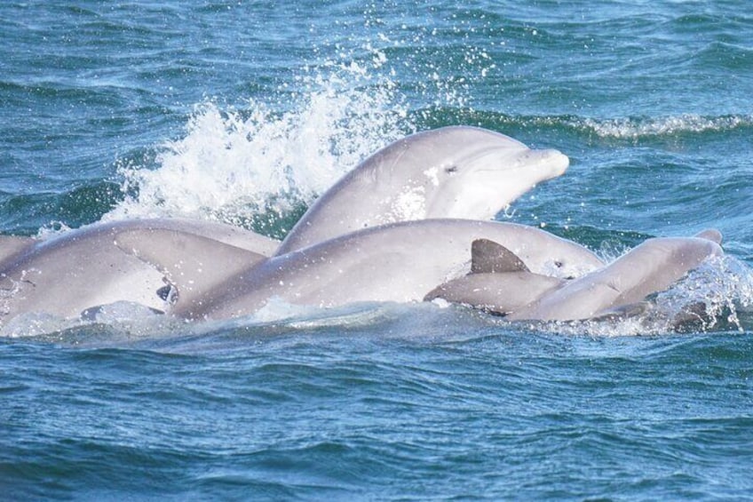 Per Person Shared 2 Hour Dolphin Cruise/Scenic Bay Tour