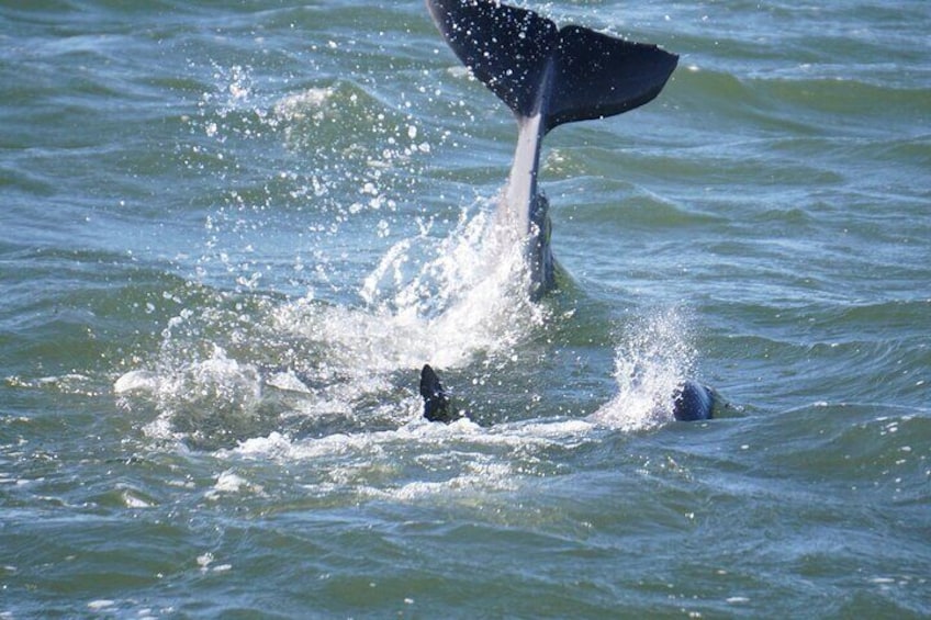 Per Person Shared 2 Hour Dolphin Cruise/Scenic Bay Tour