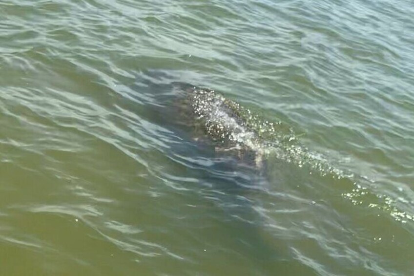 New Smyrna Dolphin and Manatee Adventure Tour