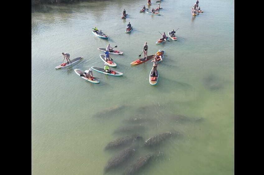 Another beautiful day in New Smyrna Beach paddling with a huge pod of manatees!