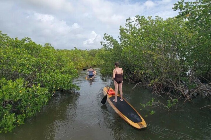 New Smyrna Dolphin and Manatee Adventure Tour