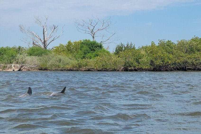 New Smyrna Dolphin and Manatee Adventure Tour