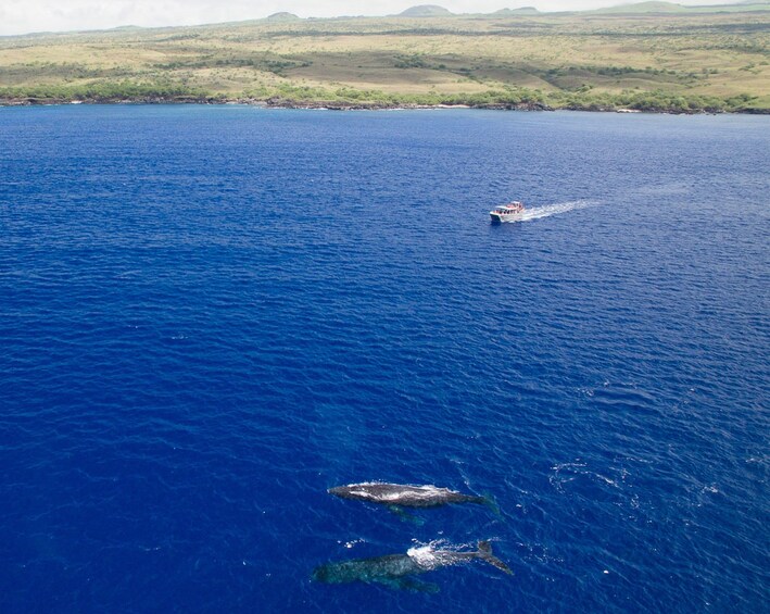 Kona whales guaranteed! A-Bay morning or afternoon trips