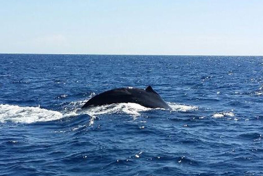 Whale swimming in the Hawaii Island coast