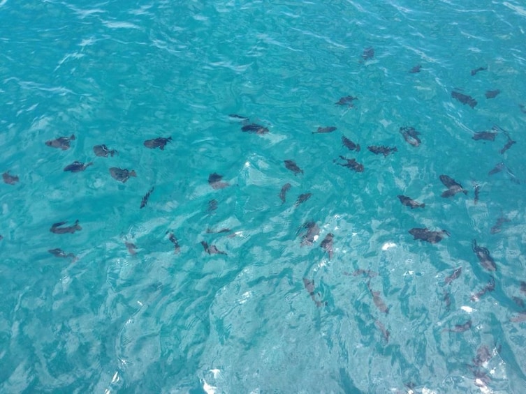 Fish on the Hawaii Island coast