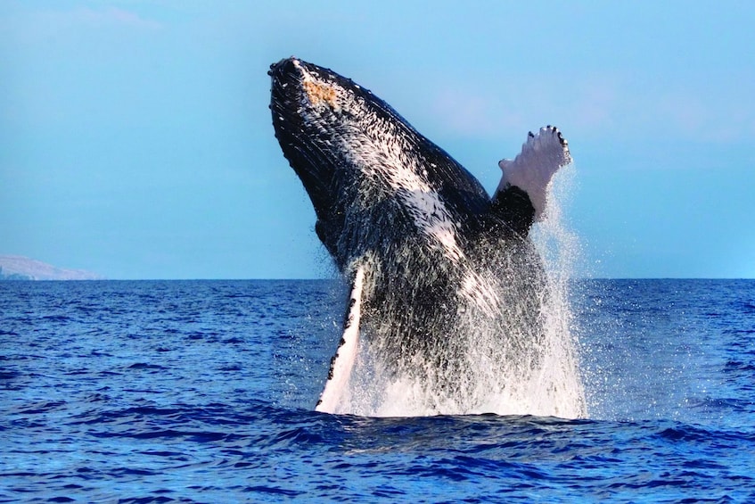 Kona whales guaranteed! A-Bay morning or afternoon trips