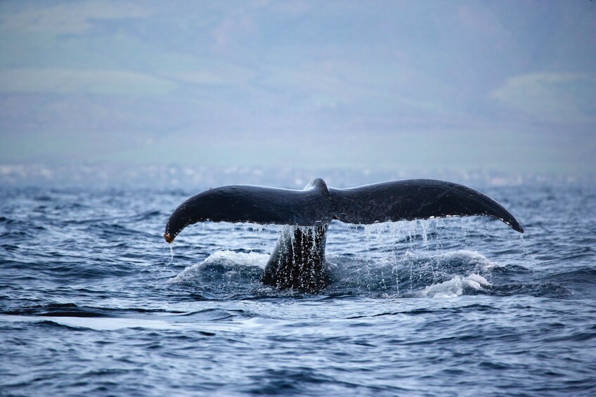 Whale tail in Waikiki 