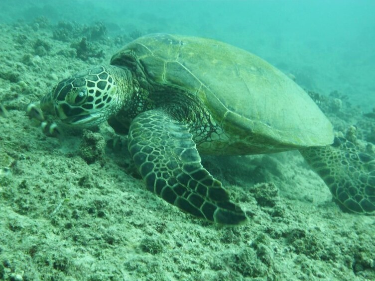 Sea turtle underwater in Waikiki 