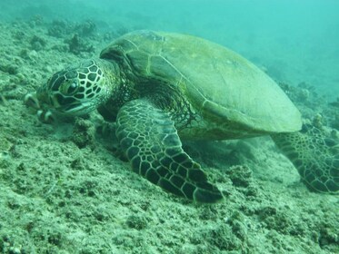 Waikiki Turtles and Snorkel Sail