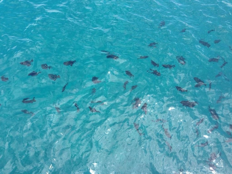 View of the fish swimming underwater in Waikiki 