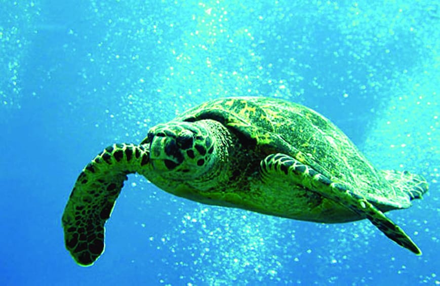 Sea turtles in Waikiki