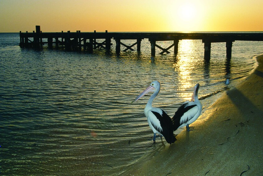 Birds on a beach at sunset in Australia