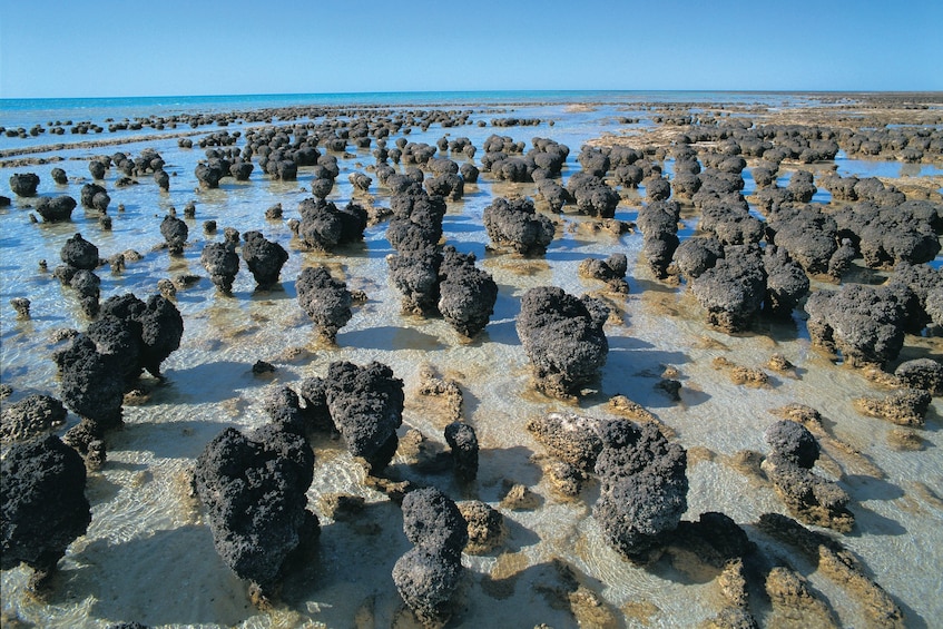 Living rock fossils in Australia