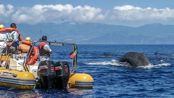 Whale Watching Expedition & Islet Boat Tour