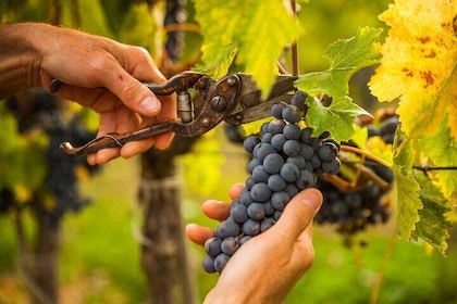 Algarve Portugal Wine Tasting Activity with Pick Up