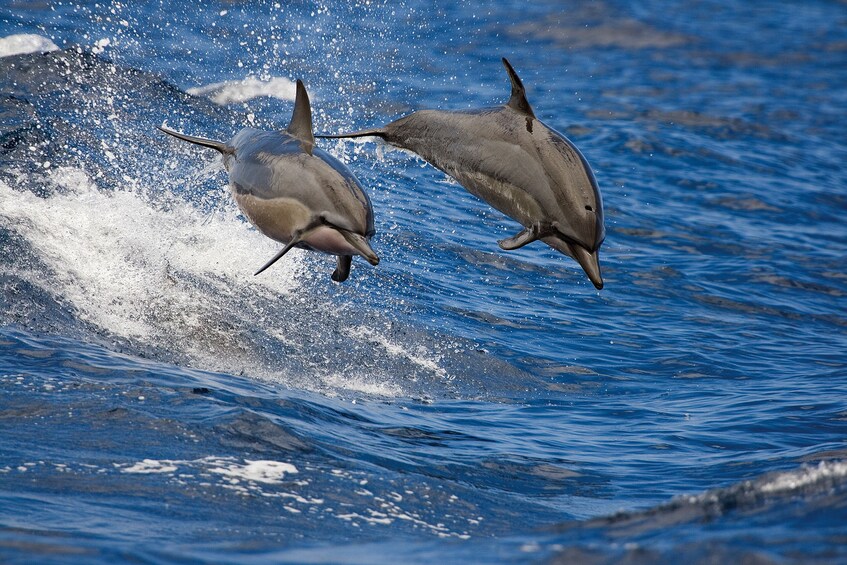 Dolphins jumping out of the water in Kona 