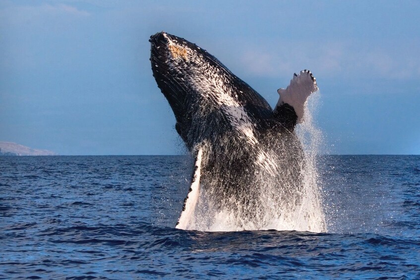 Large whale jumping out of the 