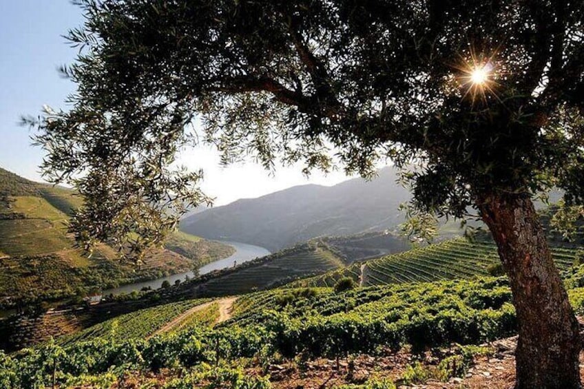 Douro Valley Semi-Private Tour with Two Wineries, Lunch and Optional Cruise