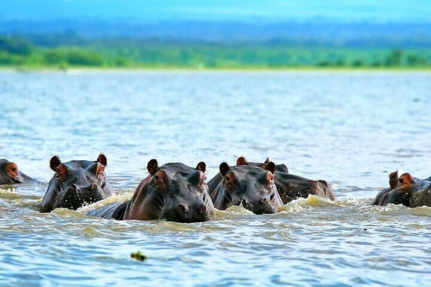 Full day private guided tour to Hells Gate National park from Nairobi.