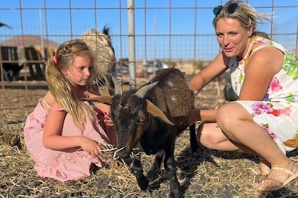 Family Hiking with Goats Experience in Fuerteventura