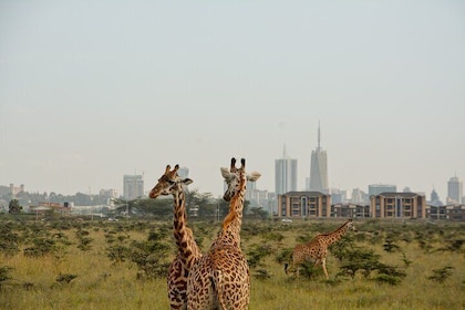 Half-Day Nairobi National Park and Maasai Market with Pick up
