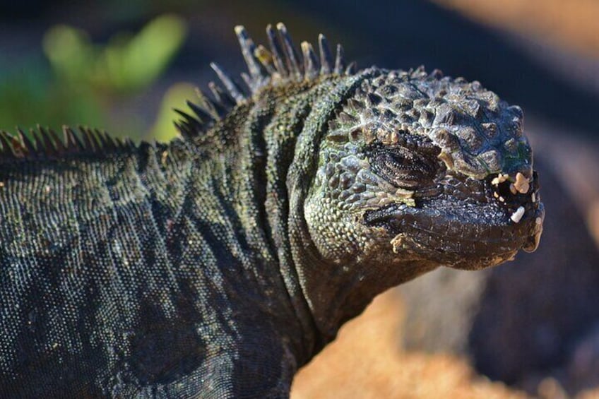 Ecuador 7 Days Tour in Quito and Santa Cruz/Galapagos - Best of Ecuador