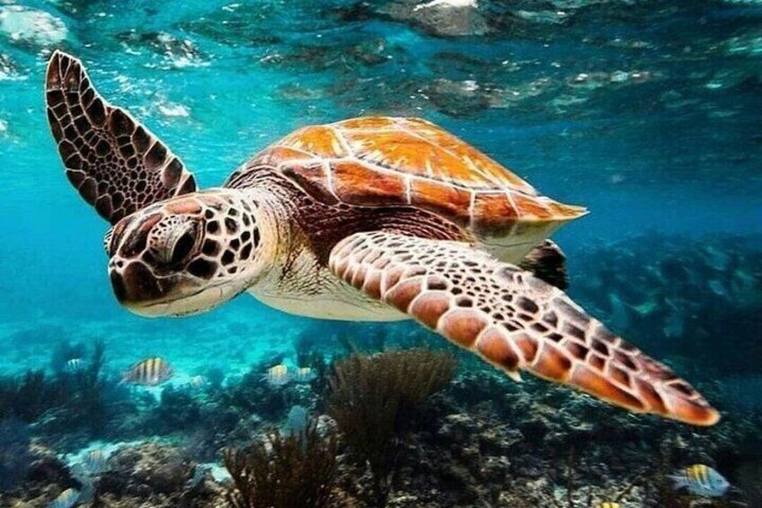 Bermuda Island Glass-Bottom Snorkeling Tour