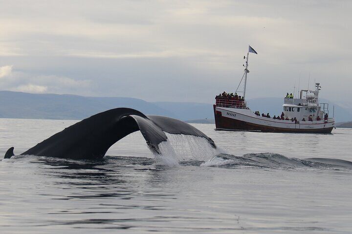 Shared Arctic Whale Watching from Dalvík Near Akureyri