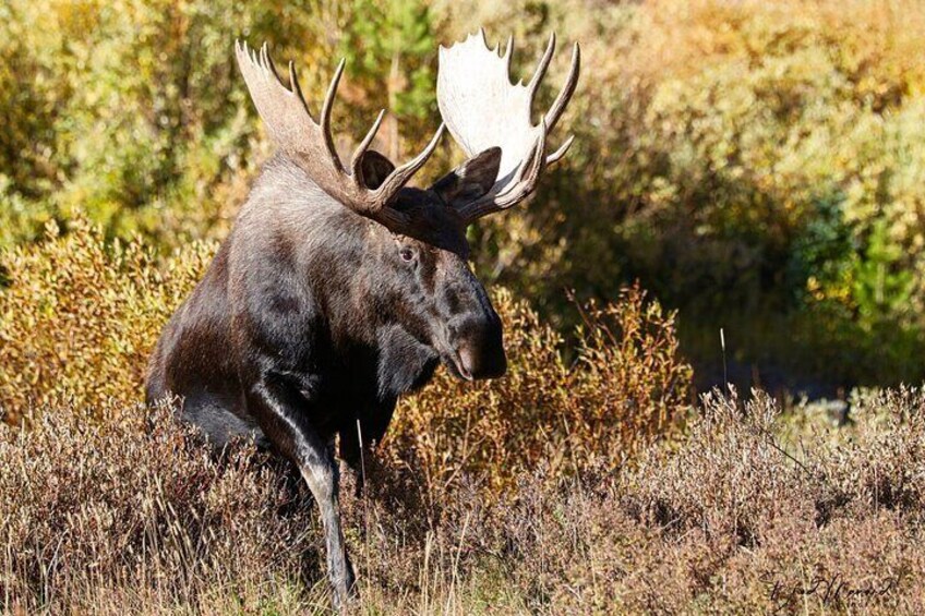 Full-Day Rocky Mountain National Park "Over The Top Tour" with RMNPhotographer