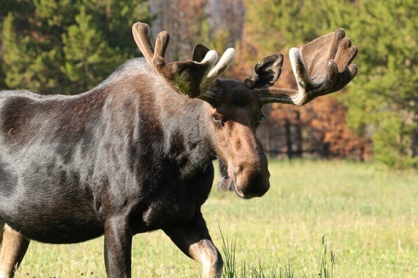 Full-Day Rocky Mountain National Park "Over The Top Tour" with RMNPhotographer