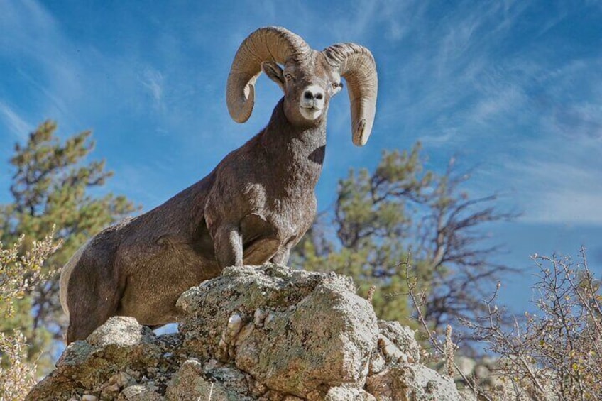 Full-Day Rocky Mountain National Park "Over The Top Tour" with RMNPhotographer