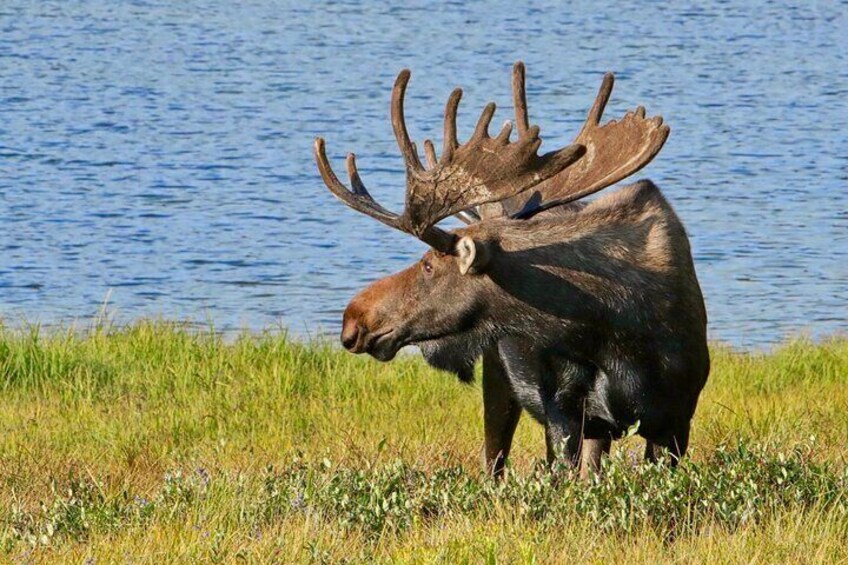 Full-Day Rocky Mountain National Park "Over The Top Tour" - RMNPhotographer