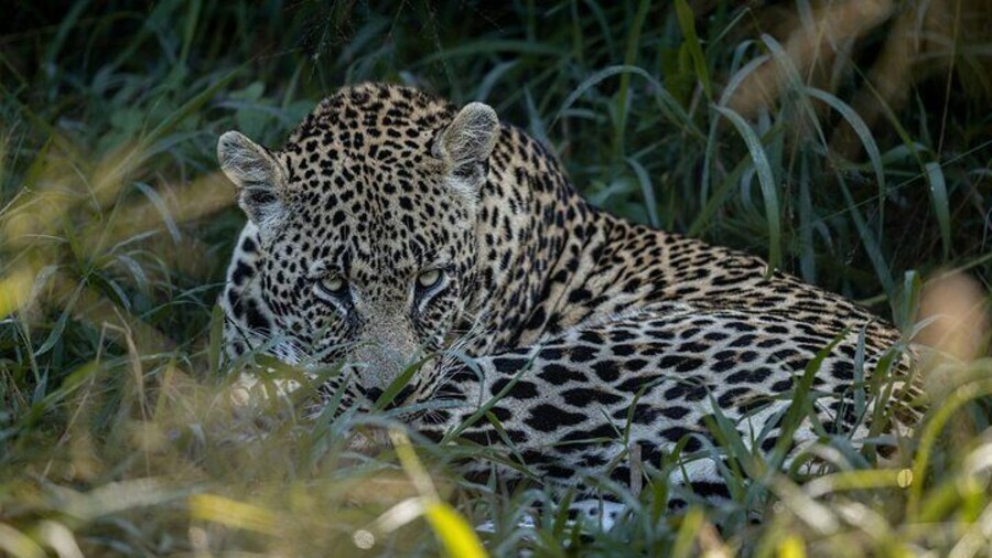 Sabi Game Reserve Sunset Safari Tour with Dinner