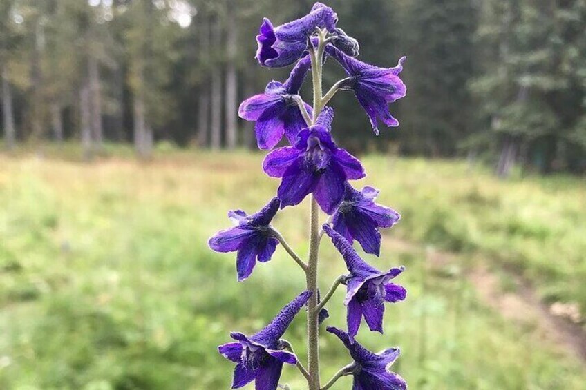 Wildflowers are abundant