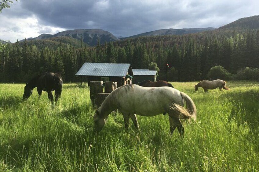 Horses relaxing after a day on the trail