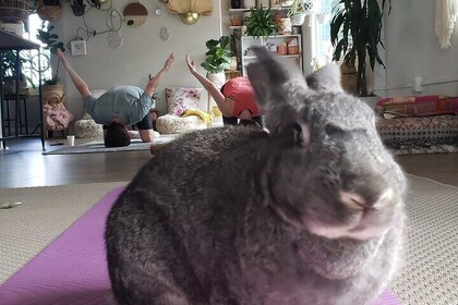 Bunny Yoga and Meditation
