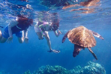 Turtle Town Beach Snorkel