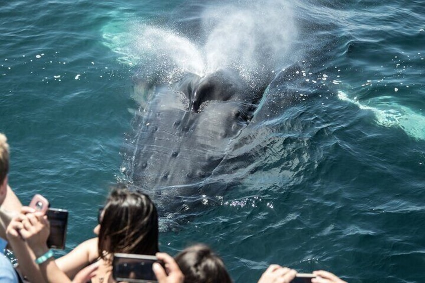 Humpback whale in a selfie. 