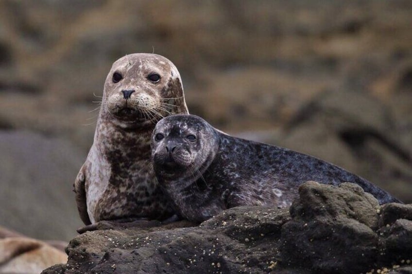 Harbor seals at colony Laguna Beach coastline. 