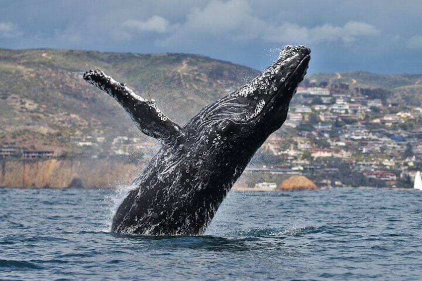 Humpback whale off Laguna Beach