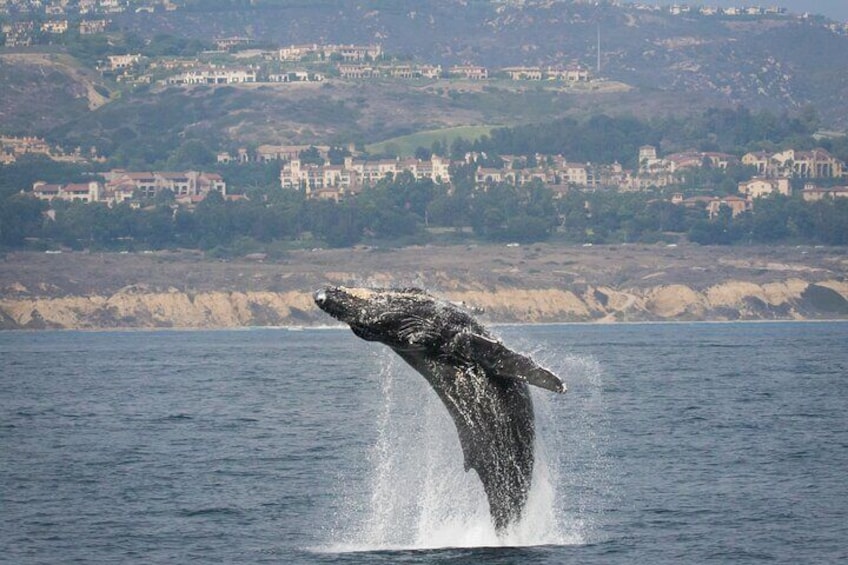 Humpback whale breaching off Crystal Cove marine park.