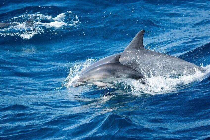Mom and newborn common dolphin