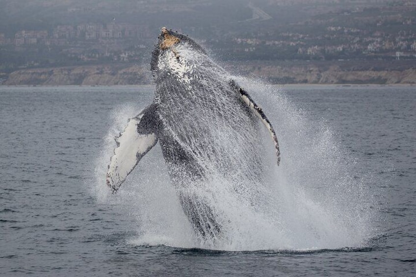Breaching humpback whale off Newport Beach
