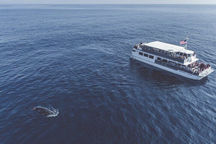 Newport Legacy viewing a whale- our second Luxury catamaran