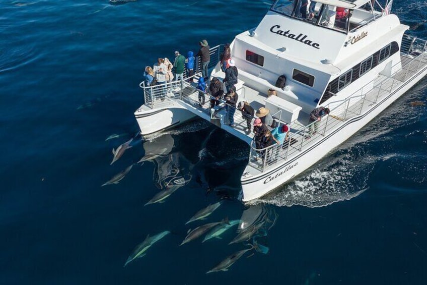 Luxury Whale Watching - Fewer People, Extra Speed, Expert Staff