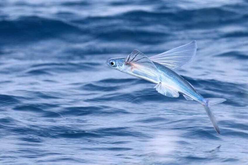 Flyer fish taking off.