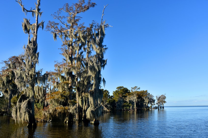Day view of a swamp in Lafitte